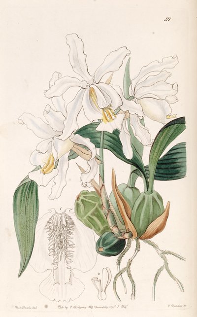 Coelogyne cristata - Miss Drake